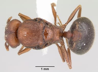 Pheidole hyatti — queen photo 7