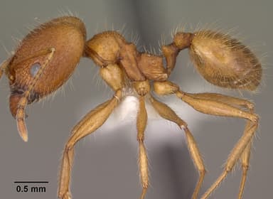 Pheidole hyatti — queen photo 8