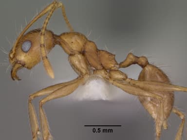 Pheidole hyatti — queen photo 10