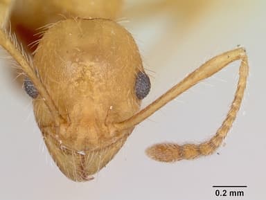 Pheidole hyatti — queen photo 11