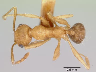 Pheidole hyatti — queen photo 13