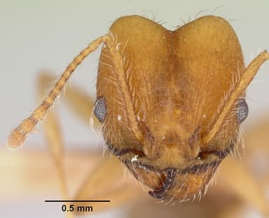 Pheidole hyatti — queen photo 14