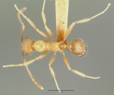 Pheidole hyatti — queen photo 15