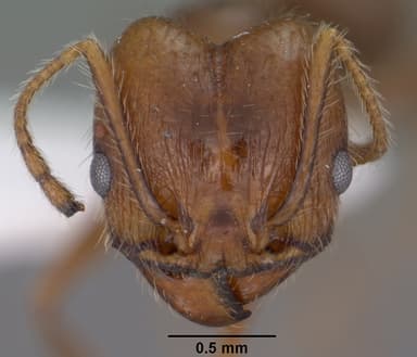 Pheidole hyatti — queen photo 16
