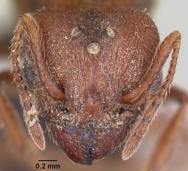 Pheidole hyatti — queen photo 17