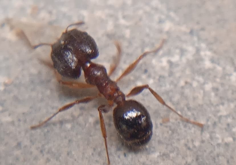 Pheidole indica photo 1