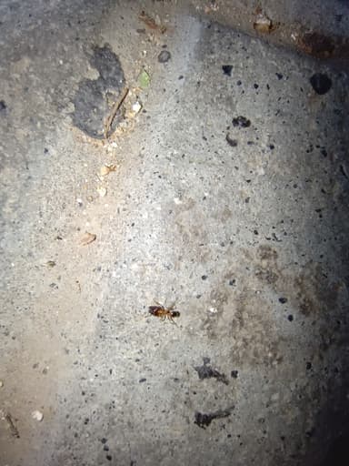 Pheidole indica photo 11