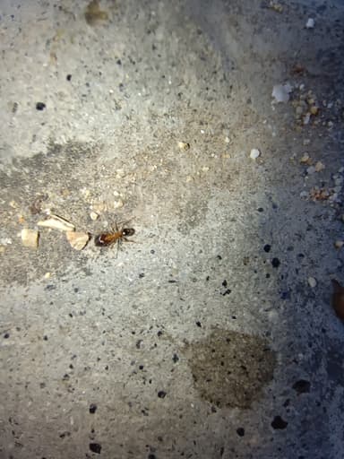 Pheidole indica photo 13