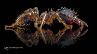 Pheidole megacephala photo 1