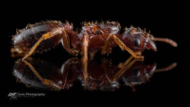 Pheidole megacephala — queen photo 2