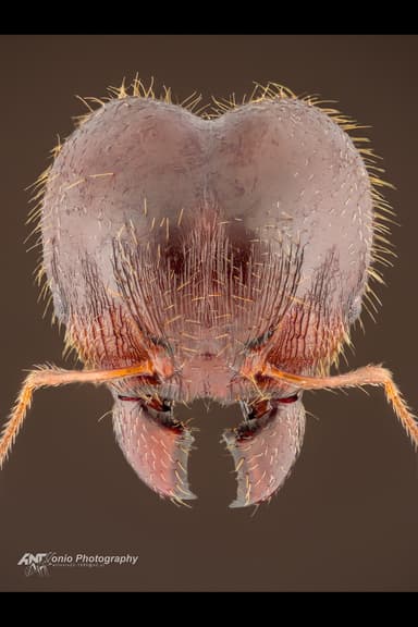 Pheidole megacephala photo 3