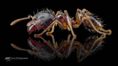 Pheidole megacephala photo 4