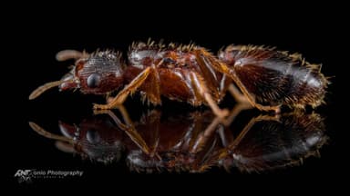 Pheidole megacephala — queen photo 5
