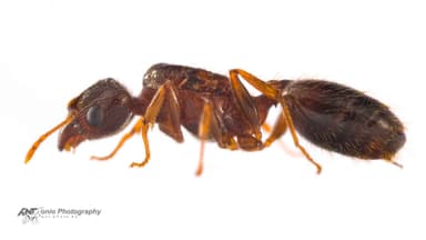 Pheidole megacephala — queen photo 6