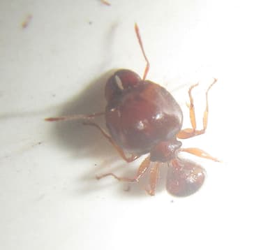 Pheidole megacephala photo 24
