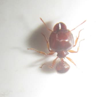 Pheidole megacephala photo 25