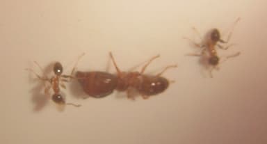 Pheidole megacephala photo 26