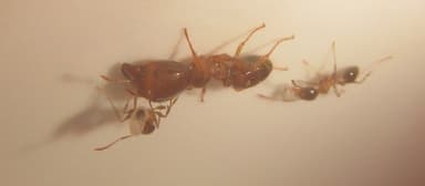 Pheidole megacephala photo 27