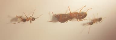 Pheidole megacephala photo 28