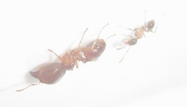 Pheidole megacephala photo 29