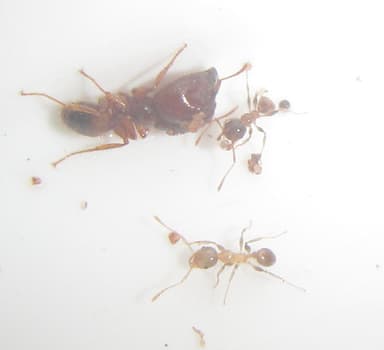 Pheidole megacephala photo 30