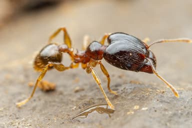 Pheidole megacephala photo 31