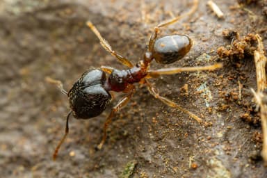 Pheidole megacephala photo 32