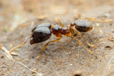Pheidole megacephala photo 33