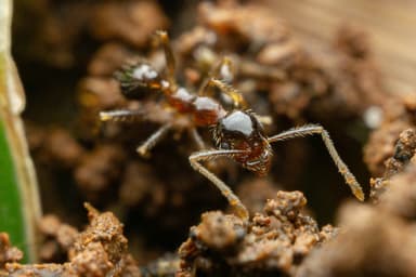 Pheidole megacephala photo 34
