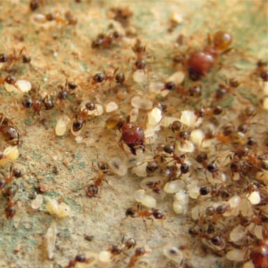 Pheidole megacephala photo 35