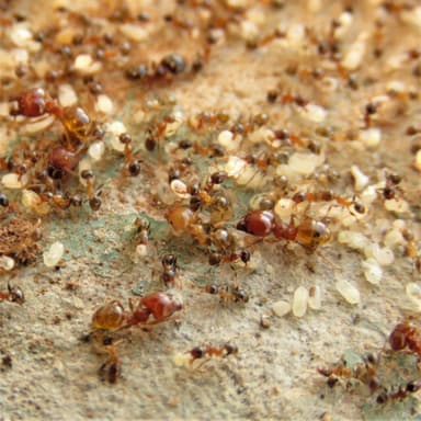 Pheidole megacephala photo 36