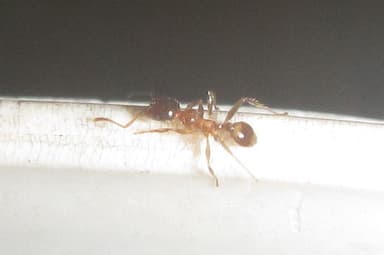 Pheidole megacephala photo 37
