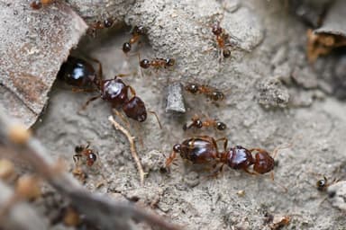 Pheidole megacephala — worker photo 38