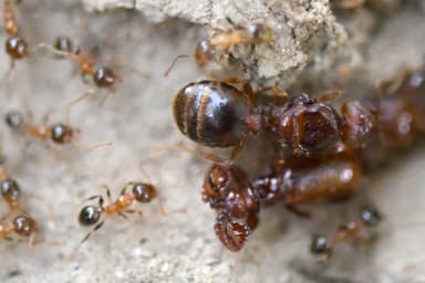 Pheidole megacephala — worker photo 39