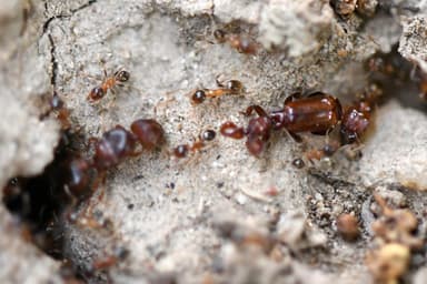 Pheidole megacephala — worker photo 40