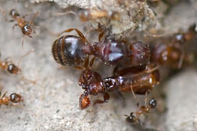 Pheidole megacephala — worker photo 41