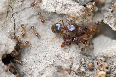 Pheidole megacephala — worker photo 42
