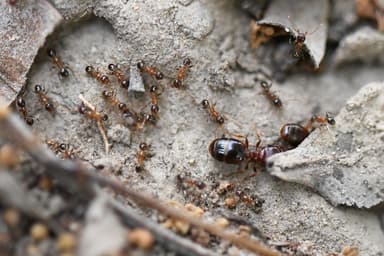 Pheidole megacephala — worker photo 43