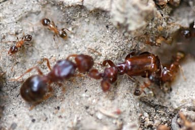 Pheidole megacephala — worker photo 44