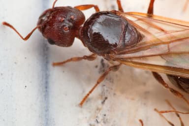Pheidole megacephala photo 45