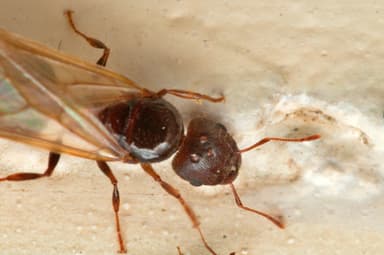 Pheidole megacephala photo 46