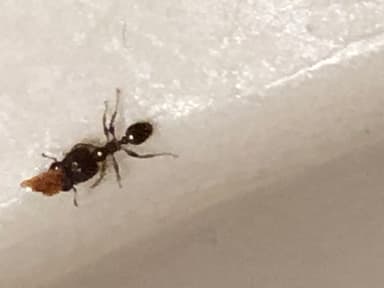 Pheidole megacephala photo 47