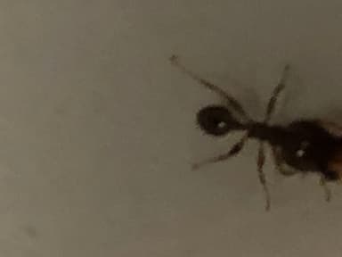 Pheidole megacephala photo 48
