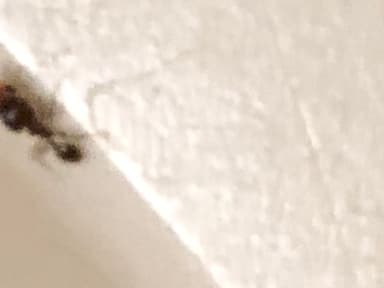 Pheidole megacephala photo 49