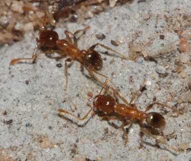 Pheidole megacephala photo 50