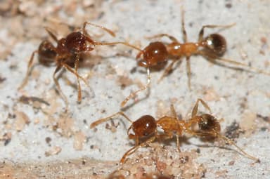 Pheidole megacephala photo 51