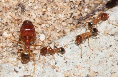 Pheidole megacephala photo 52