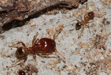 Pheidole megacephala photo 53