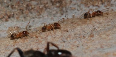 Pheidole megacephala photo 54