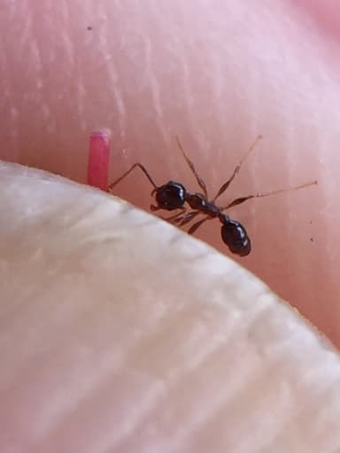 Pheidole megacephala photo 56